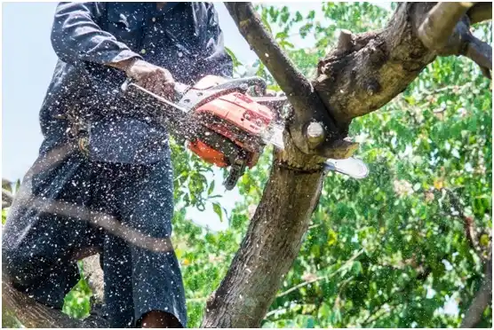 tree services Maynardville